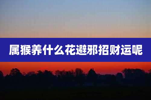 属猴养什么花避邪招财运呢