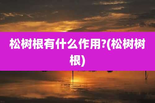 松树根有什么作用?(松树树根)