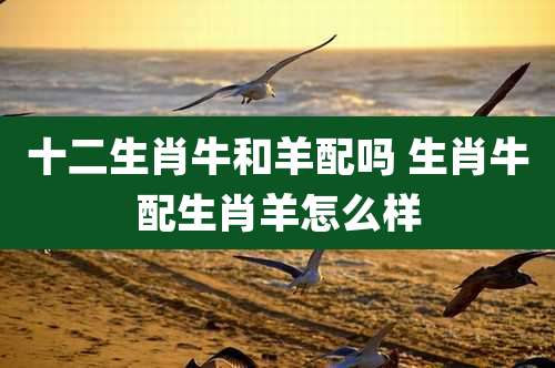 十二生肖牛和羊配吗 生肖牛配生肖羊怎么样