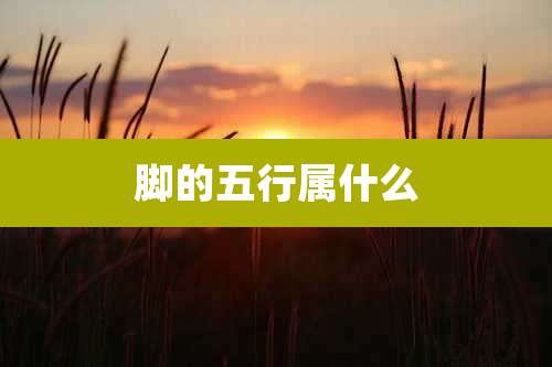 脚的五行属什么