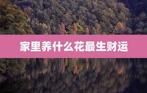家里养什么花最生财运