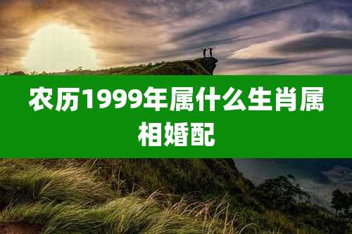 农历1999年属什么生肖属相婚配