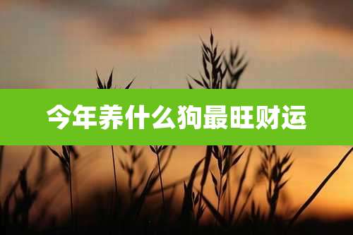 今年养什么狗最旺财运
