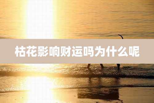 枯花影响财运吗为什么呢