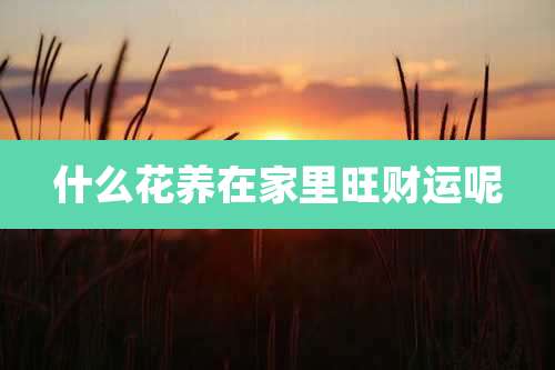 什么花养在家里旺财运呢
