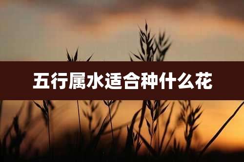 五行属水适合种什么花