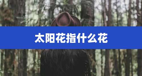 太阳花指什么花