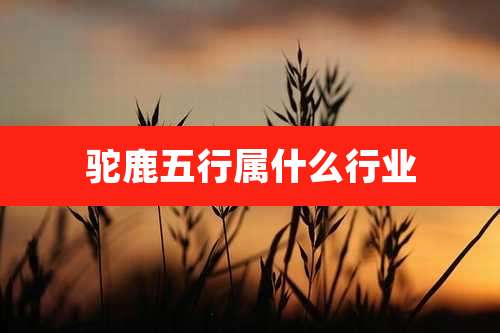 驼鹿五行属什么行业