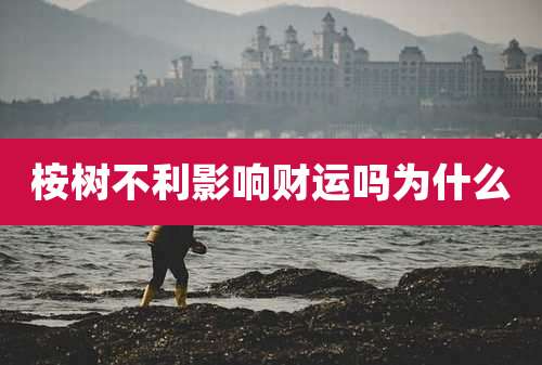 桉树不利影响财运吗为什么