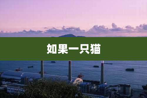 如果一只猫