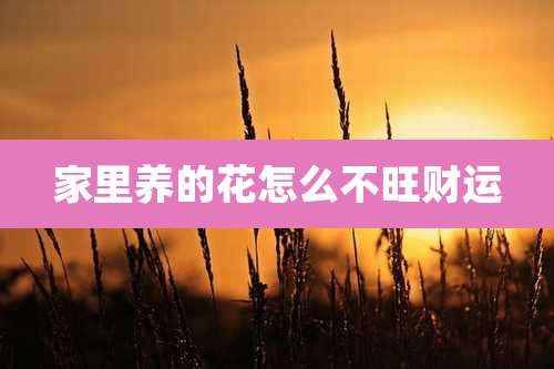家里养的花怎么不旺财运