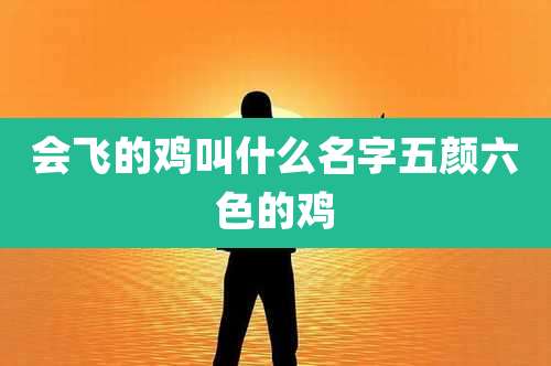 会飞的鸡叫什么名字五颜六色的鸡