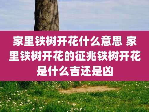 家里铁树开花什么意思 家里铁树开花的征兆铁树开花是什么吉还是凶