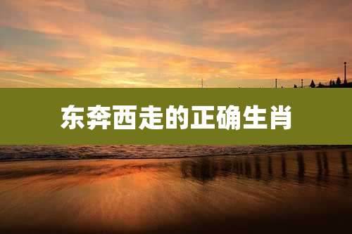 东奔西走的正确生肖