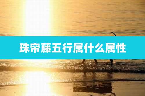 珠帘藤五行属什么属性