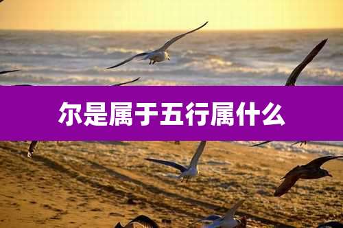 尔是属于五行属什么