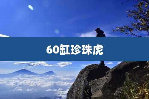 60缸珍珠虎