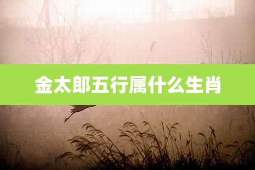 金太郎五行属什么生肖