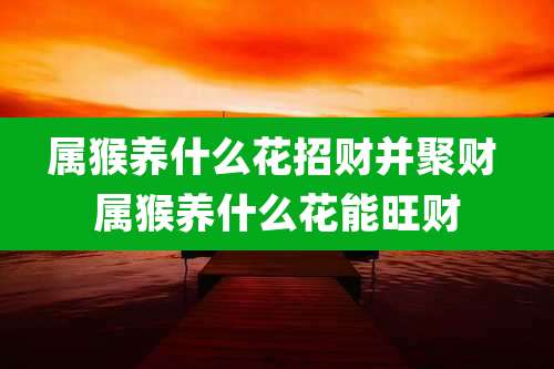 属猴养什么花招财并聚财 属猴养什么花能旺财
