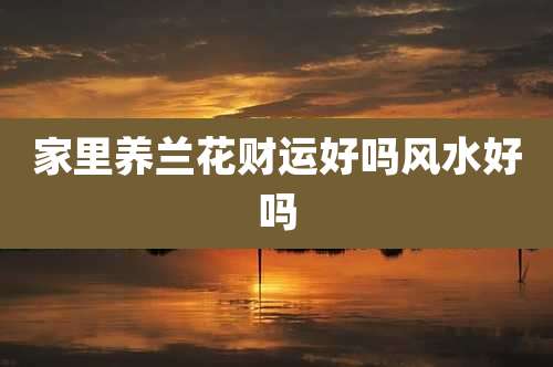 家里养兰花财运好吗风水好吗