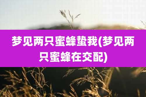 梦见两只蜜蜂蛰我(梦见两只蜜蜂在交配)