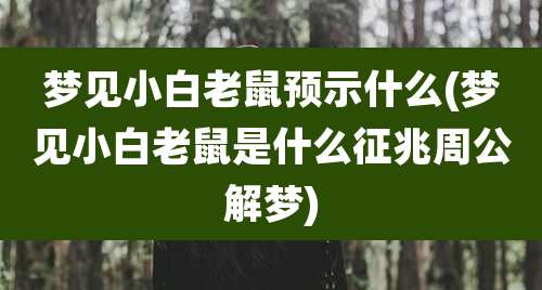 梦见小白老鼠预示什么(梦见小白老鼠是什么征兆周公解梦)