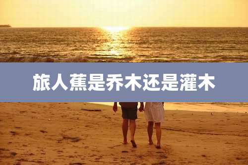 旅人蕉是乔木还是灌木