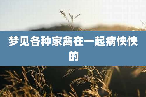 梦见各种家禽在一起病怏怏的