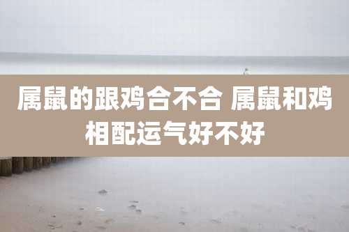 属鼠的跟鸡合不合 属鼠和鸡相配运气好不好