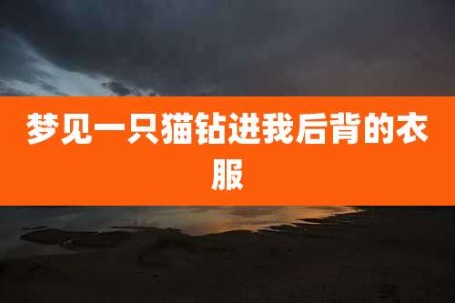 梦见一只猫钻进我后背的衣服