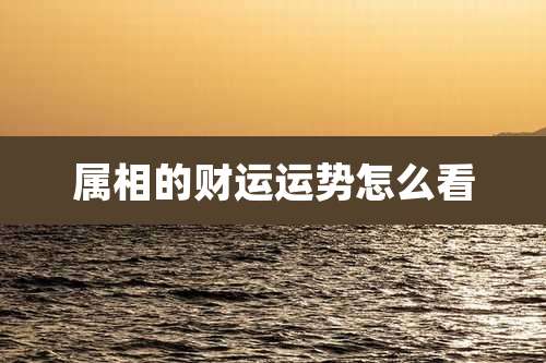 属相的财运运势怎么看
