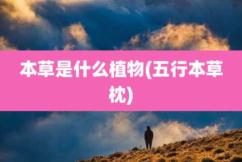 本草是什么植物(五行本草枕)