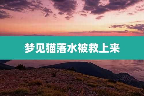 梦见猫落水被救上来