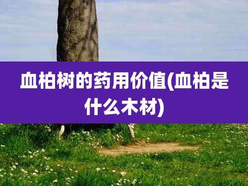 血柏树的药用价值(血柏是什么木材)