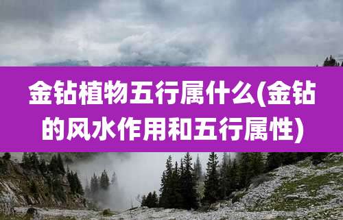 金钻植物五行属什么(金钻的风水作用和五行属性)