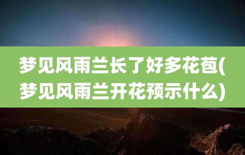 梦见风雨兰长了好多花苞(梦见风雨兰开花预示什么)