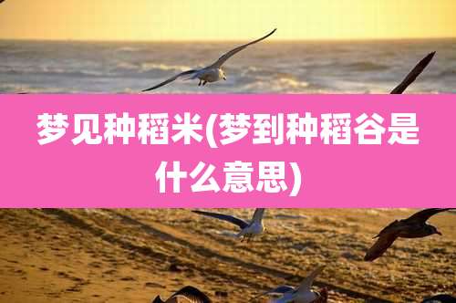 梦见种稻米(梦到种稻谷是什么意思)