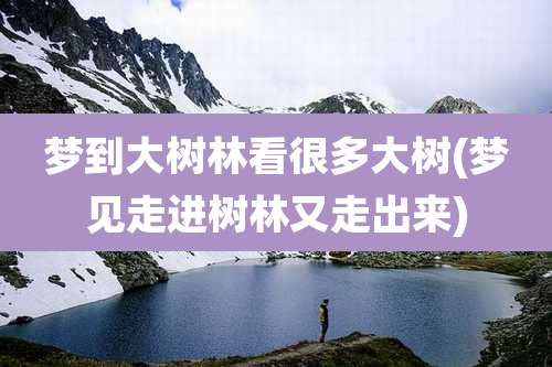 梦到大树林看很多大树(梦见走进树林又走出来)