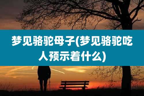 梦见骆驼母子(梦见骆驼吃人预示着什么)