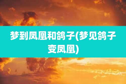 梦到凤凰和鸽子(梦见鸽子变凤凰)