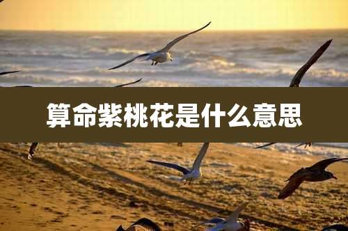 算命紫桃花是什么意思