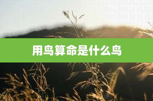 用鸟算命是什么鸟