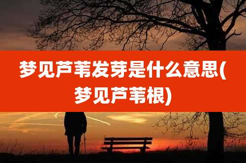 梦见芦苇发芽是什么意思(梦见芦苇根)