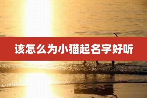 该怎么为小猫起名字好听