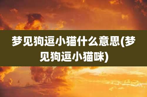 梦见狗逗小猫什么意思(梦见狗逗小猫咪)