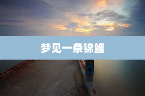 梦见一条锦鲤