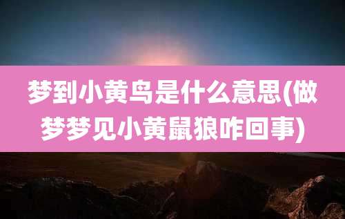 梦到小黄鸟是什么意思(做梦梦见小黄鼠狼咋回事)