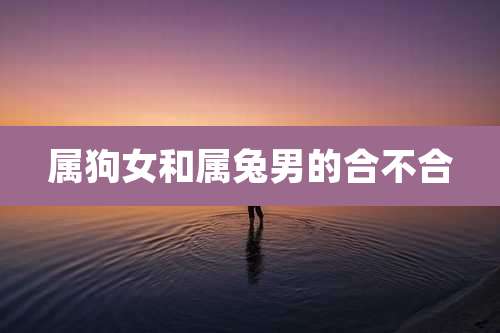 属狗女和属兔男的合不合