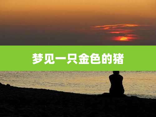 梦见一只金色的猪