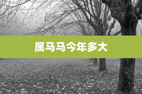 属马马今年多大